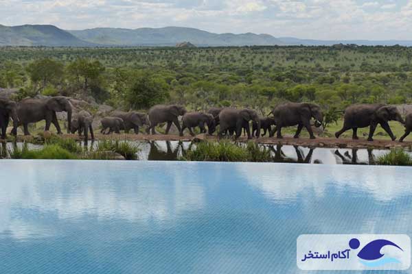 عکس استخر چهارفصل Safari Lodge تانزانیا